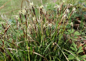 Finger-Segge (Carex digitata L.) - © Bernard Wieser